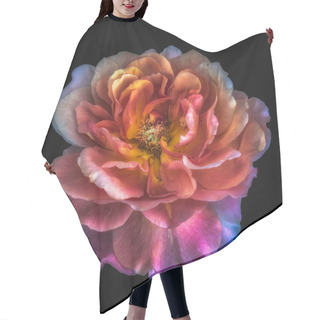 Personality  Colorful Fine Art Still Life Floral Macro Flower Image Of A Single Isolated Bright Glowing Wide Open Rose Blossom, Black Background,detailed Texture, Surrealistic Vintage Fantasy Painting Style  Hair Cutting Cape
