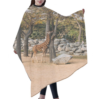 Personality  Funny Giraffe Walking Between Trees In Zoological Park, Barcelona, Spain Hair Cutting Cape
