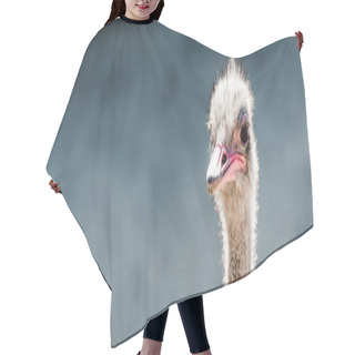 Personality  Panoramic Shot Of Furry Ostrich In Zoo  Hair Cutting Cape
