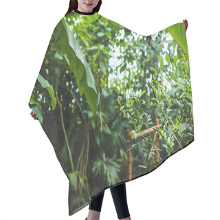 Personality  Tropical Rainforest Greenhouse With Various Plants And Road Hair Cutting Cape