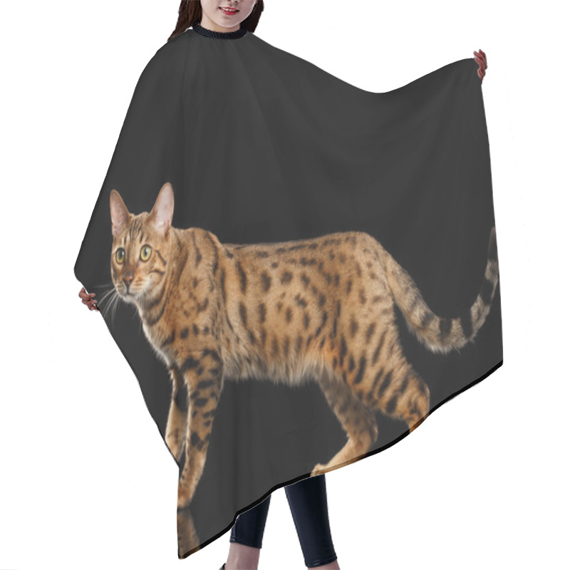 Personality  Adorable Gold Bengal Female Cat, Walking On Isolated Black Background Hair Cutting Cape