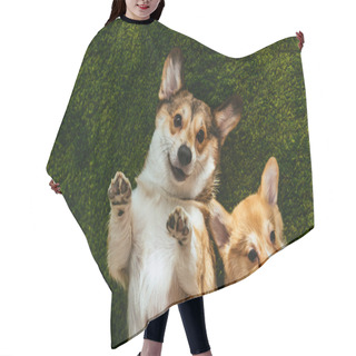 Personality  Adorable Welsh Corgi Dogs Laying On Green Lawn Hair Cutting Cape
