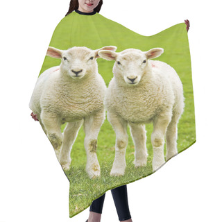 Personality  Twin Lambs Hair Cutting Cape