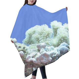 Personality  Colorful Coral Reef At The Bottom Of Tropical Sea, Sarcophyton Coral Known As Leather Coral And Sea Sponge; Underwater Landscape Hair Cutting Cape
