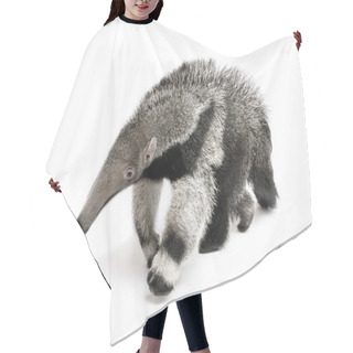 Personality  Young Giant Anteater, Myrmecophaga Tridactyla, 3 Months Old, Walking In Front Of White Background, Studio Shot Hair Cutting Cape