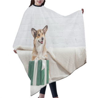 Personality  Cute Pembroke Welsh Corgi Dog On Sofa With Green Gift Hair Cutting Cape