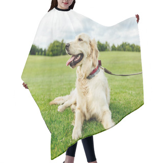Personality  Golden Retriever Dog On Grass Hair Cutting Cape