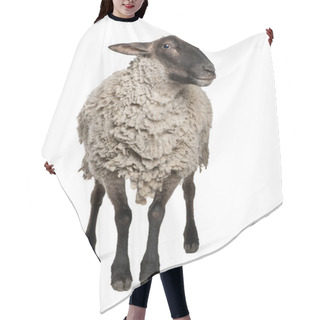 Personality  Suffolk Sheep - (6 Years Old) Hair Cutting Cape