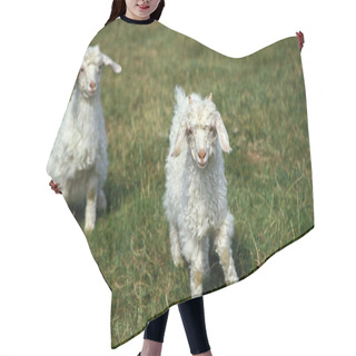 Personality  Kids Of Angora Domestic Goat, Breed Producing The Mohair Wool   Hair Cutting Cape