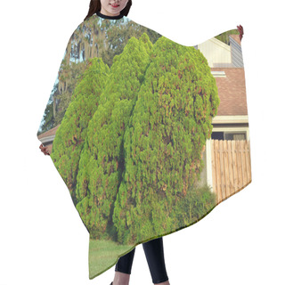 Personality  Thuja Occidentalis Conifers Hair Cutting Cape