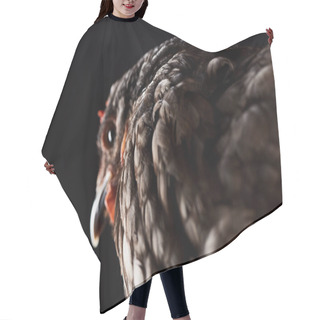 Personality  Selective Focus Of Brown Hen Isolated On Black Hair Cutting Cape