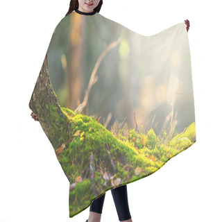 Personality  Forest Floor In Autumn With Ray Of Light Hair Cutting Cape