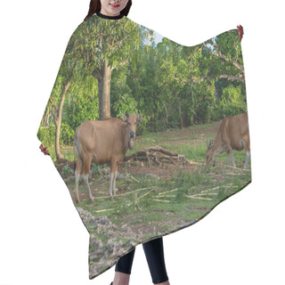 Personality  A Serene Rural Scene With A Tan Cow, Adorned With A Bell And A Blue Halter, Peacefully Grazing In A Green Pasture. Lush Trees Provide A Vibrant Backdrop Under A Clear Sky. High Quality Photo Hair Cutting Cape