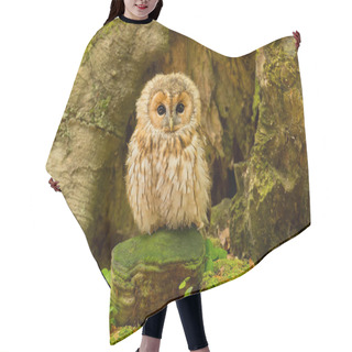 Personality  Tawny Owl In Forest Hair Cutting Cape