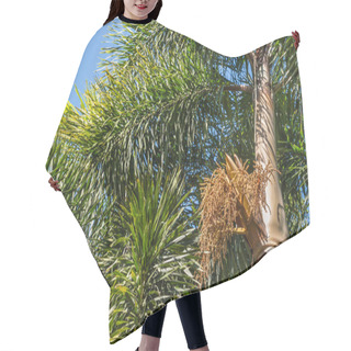 Personality  Close-up Of Foxtail Palm Tree Trunk With Seeds And Leaves Hair Cutting Cape