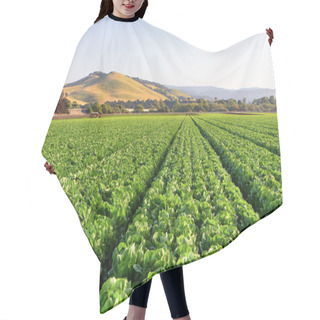 Personality  Lettuce Field In Salinas Valley Hair Cutting Cape
