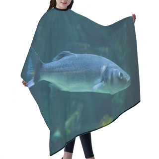 Personality  European Seabass In Aquarium Hair Cutting Cape