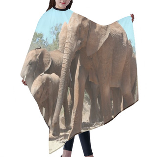 Personality  African Elephants Hair Cutting Cape