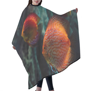 Personality  Selective Focus Of Red Fish Swimming Under Water In Dark Aquarium Hair Cutting Cape