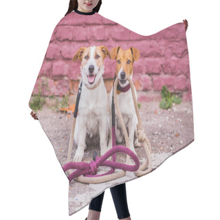 Personality  Jack Russell Terriers With Leashes On Background Hair Cutting Cape