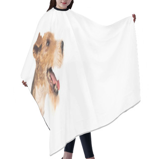 Personality  Curly Wirehaired Fox Terrier With Open Mouth Isolated On White, Banner Hair Cutting Cape