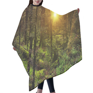 Personality  Dark Mysterious Forest In New Zealand Hair Cutting Cape