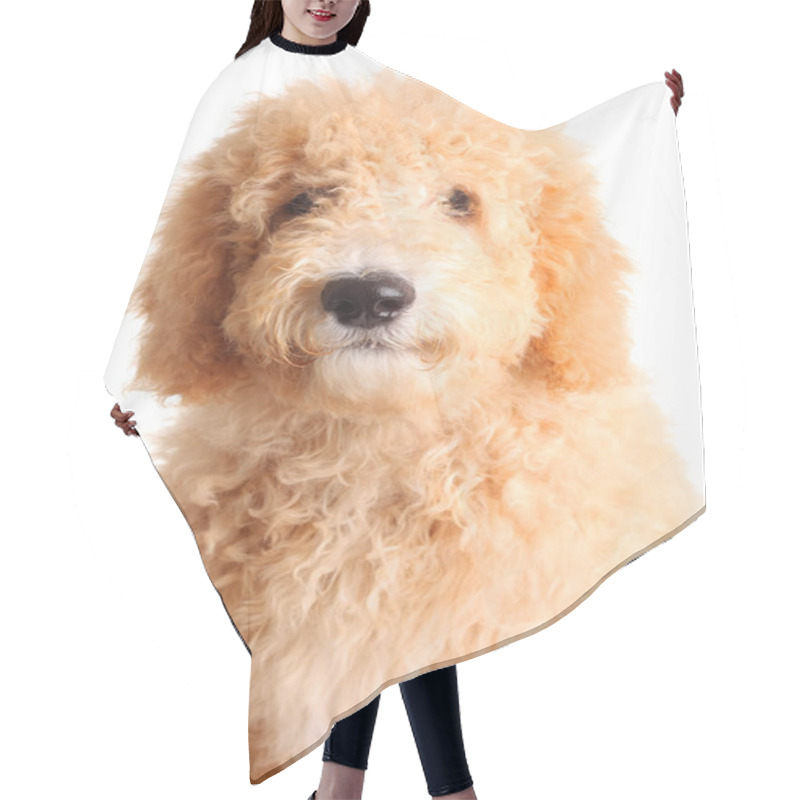 Personality  Golden Doodle Puppy Hair Cutting Cape