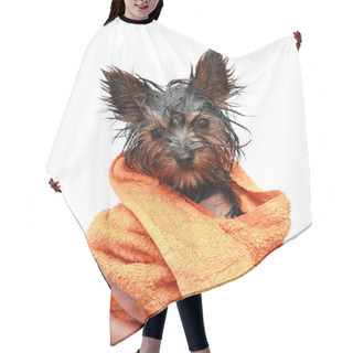 Personality  Puppy Yorkshire Terrier After Bath Hair Cutting Cape