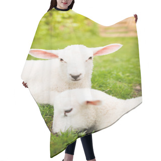 Personality  Two Lambs On The Grass Hair Cutting Cape