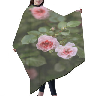 Personality  Pink Roses Blooming In The Garden. Pink Roses Blooming In The Ga Hair Cutting Cape