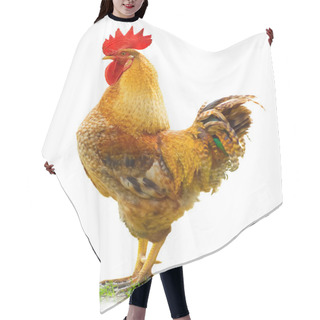 Personality  Beautiful Rooster Hair Cutting Cape