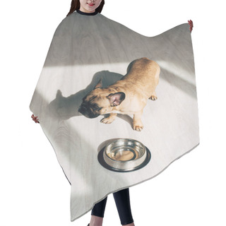Personality  Overhead View Of Adorable French Bulldog Standing Near Bowl At Home Hair Cutting Cape