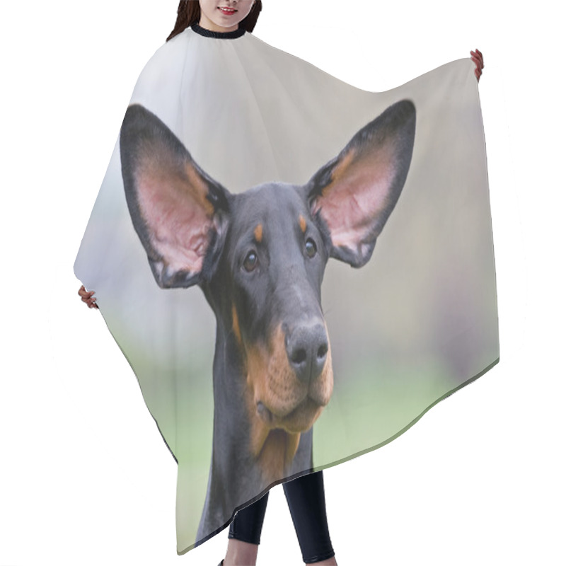 Personality  Black dog flying ears hair cutting cape