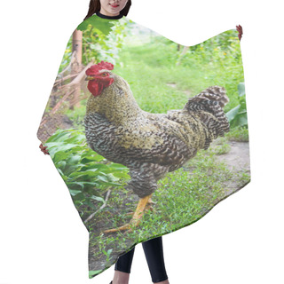 Personality  Beautiful Rooster Walking In The Garden Among The Trees. Household. Hair Cutting Cape