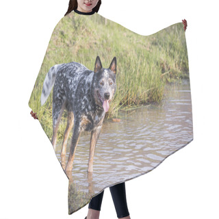 Personality  Young Male Australian Cattle Dog (Blue Heeler) Standing In A Pond Looking At The Camera Hair Cutting Cape