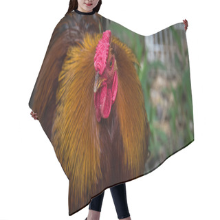 Personality  Cock Of The Walk - Rhode Island Red Rooster. Hair Cutting Cape