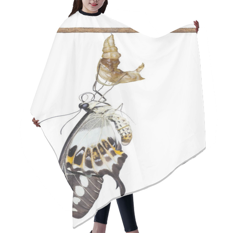 Personality  Isolated Banded Swallowtail Butterfly (Papilio Demolion) Emergin Hair Cutting Cape