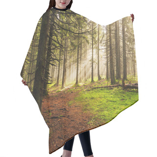 Personality  Beautiful Morning In The Forest. Beautiful Morning Coniferous Forest. Sunbeams In The Forest. Bright Green Forest. Hair Cutting Cape