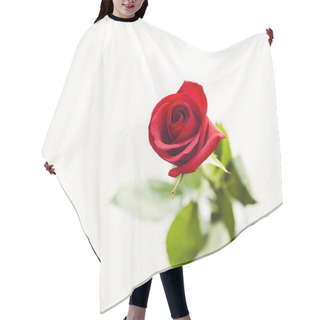 Personality  Close-up Of Rose Flower Hair Cutting Cape