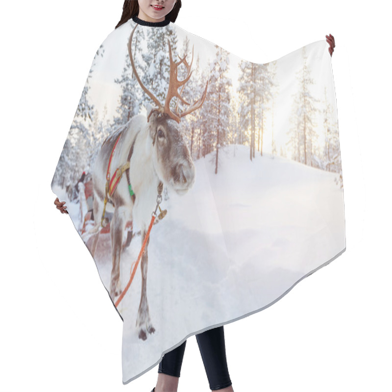 Personality  Reindeer Safari In Finnish Lapland Hair Cutting Cape