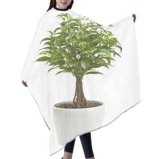 Personality  Ficus Isolated Hair Cutting Cape