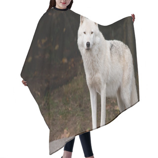 Personality  Arctic Wolf Looking At The Camera Hair Cutting Cape