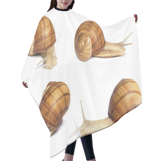 Personality  Several Snails. Different Angle Hair Cutting Cape