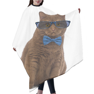 Personality  British Shorthair Wearing Glasses And A Bow Tie In Front Of Whit Hair Cutting Cape