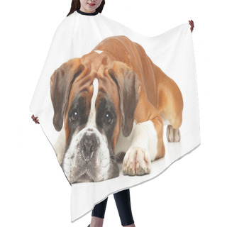 Personality  Sad German Boxer Dog Lying Hair Cutting Cape