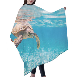 Personality  Hawksbill Sea Turtle Swimming In Indian Ocean In Seychelles Hair Cutting Cape