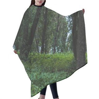 Personality  Scenic Shot Of Beautiful Forest With Ground Covered With Leaves Hair Cutting Cape