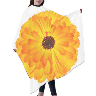 Personality  One Blossoming Orange Pot Marigold Flower Isolated On White Hair Cutting Cape