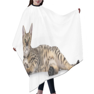 Personality  Beautiful F5 Savannah Cat Laying Down On Side Side Ways. Very Relaxed Shwoing Black Sol Of One Paw. Looking Curious Towards Camera. Isolated On A White Background. Hair Cutting Cape