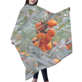 Personality  Branch With Juicy Ripe Sea-buckthorn Berries In  Summer Garden, Eco-friendly Healthy Food Hair Cutting Cape